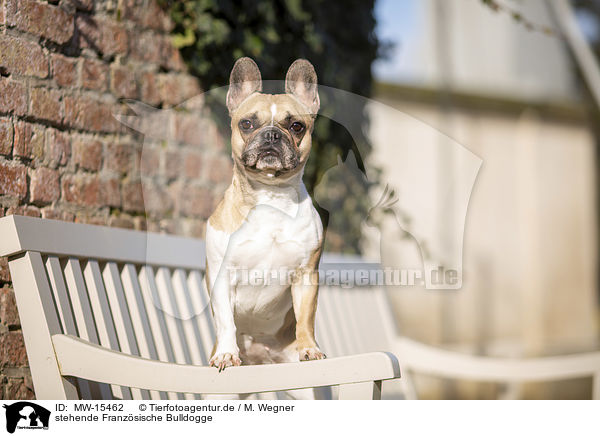 stehende Franzsische Bulldogge / standing French Bulldog / MW-15462