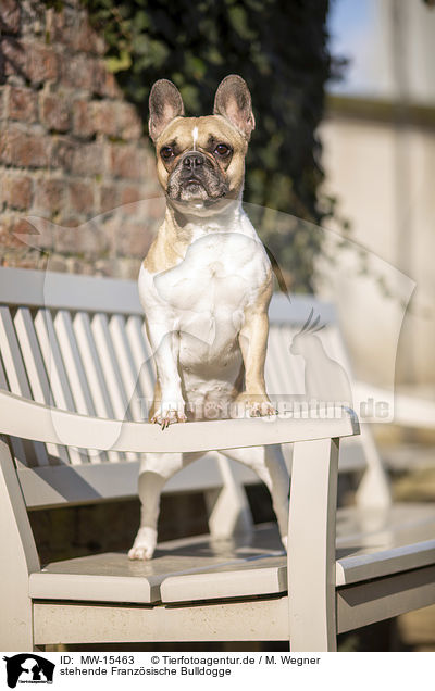 stehende Franzsische Bulldogge / standing French Bulldog / MW-15463