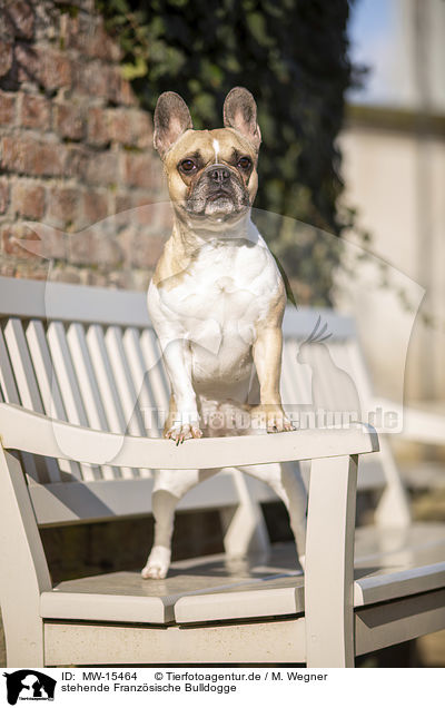 stehende Franzsische Bulldogge / standing French Bulldog / MW-15464