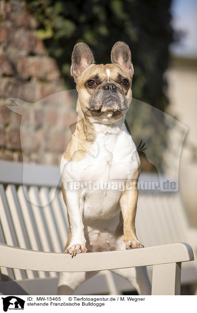 stehende Franzsische Bulldogge / standing French Bulldog / MW-15465