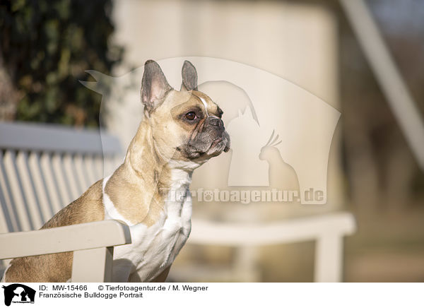 Franzsische Bulldogge Portrait / French Bulldog Portrait / MW-15466