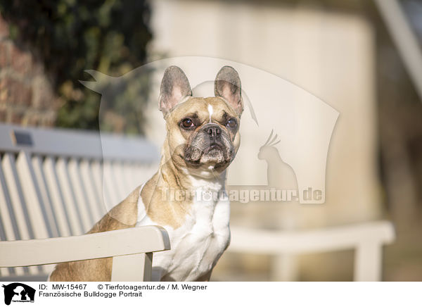 Franzsische Bulldogge Portrait / French Bulldog Portrait / MW-15467