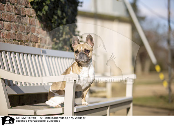 sitzende Franzsische Bulldogge / sitting French Bulldog / MW-15468