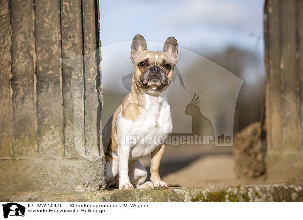 sitzende Franzsische Bulldogge / sitting French Bulldog / MW-15476