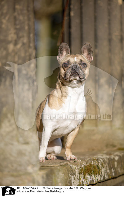 sitzende Franzsische Bulldogge / sitting French Bulldog / MW-15477