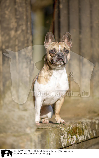 sitzende Franzsische Bulldogge / sitting French Bulldog / MW-15478