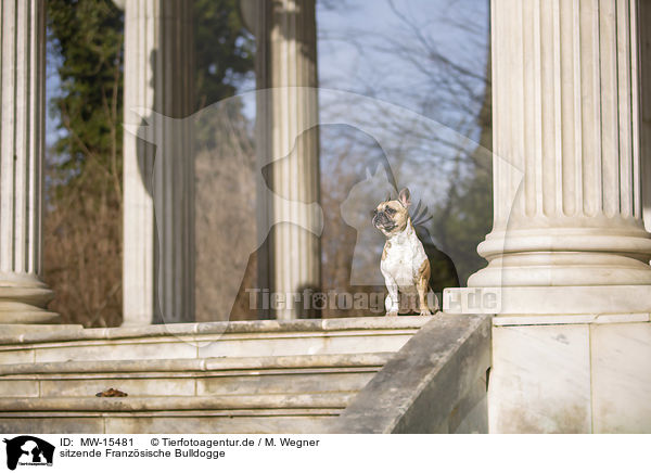 sitzende Franzsische Bulldogge / sitting French Bulldog / MW-15481