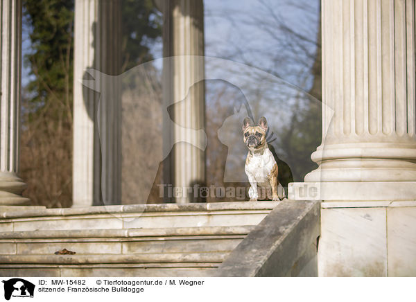 sitzende Franzsische Bulldogge / sitting French Bulldog / MW-15482