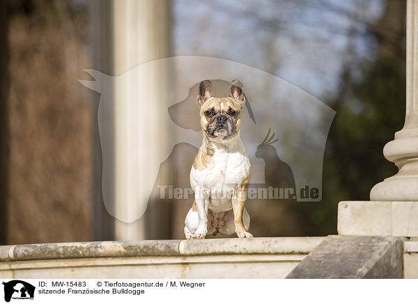 sitzende Franzsische Bulldogge / sitting French Bulldog / MW-15483