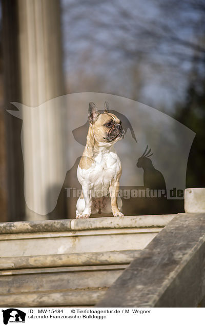 sitzende Franzsische Bulldogge / sitting French Bulldog / MW-15484