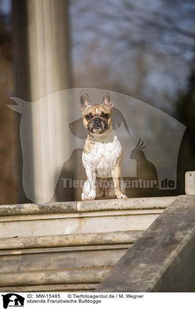 sitzende Franzsische Bulldogge / sitting French Bulldog / MW-15485