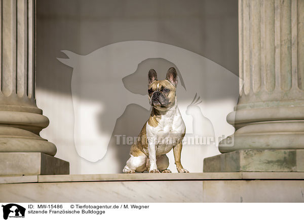 sitzende Franzsische Bulldogge / sitting French Bulldog / MW-15486