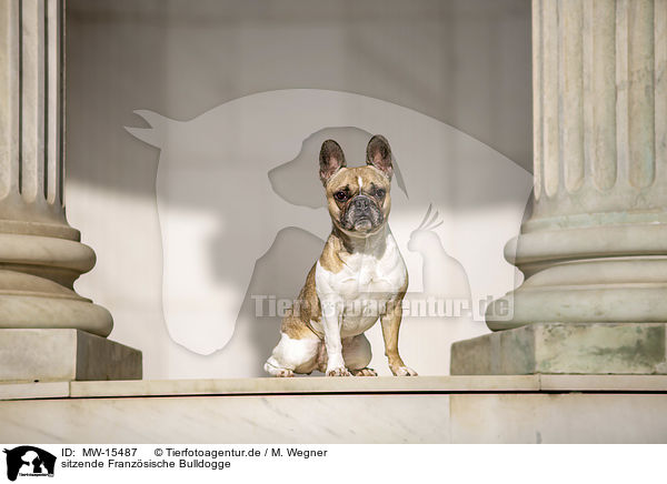 sitzende Franzsische Bulldogge / sitting French Bulldog / MW-15487