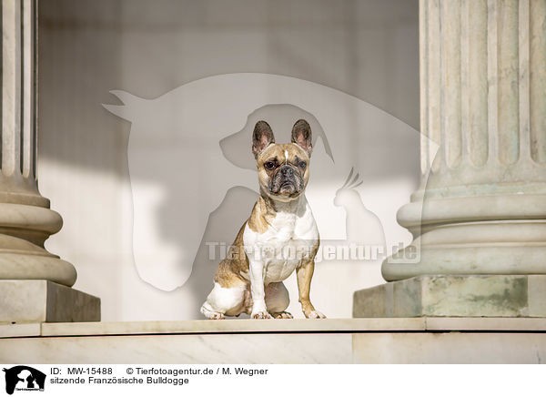 sitzende Franzsische Bulldogge / sitting French Bulldog / MW-15488