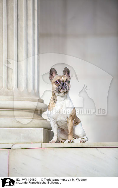 sitzende Franzsische Bulldogge / sitting French Bulldog / MW-15489