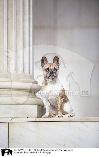 sitzende Franzsische Bulldogge / sitting French Bulldog / MW-15490