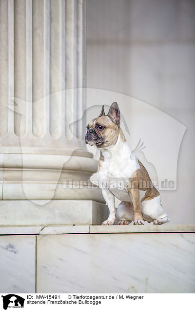 sitzende Franzsische Bulldogge / sitting French Bulldog / MW-15491