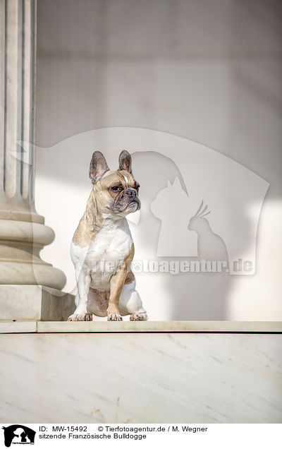 sitzende Franzsische Bulldogge / sitting French Bulldog / MW-15492