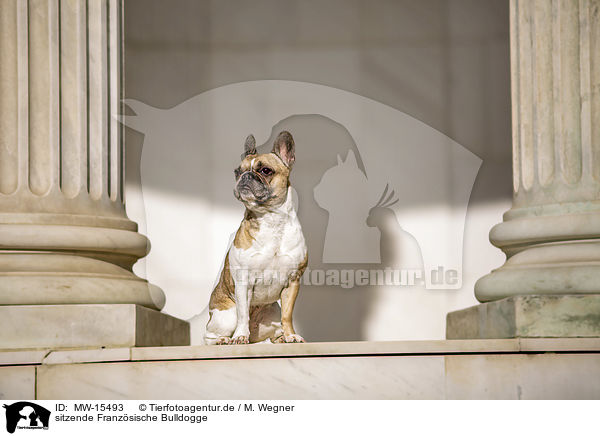 sitzende Franzsische Bulldogge / sitting French Bulldog / MW-15493