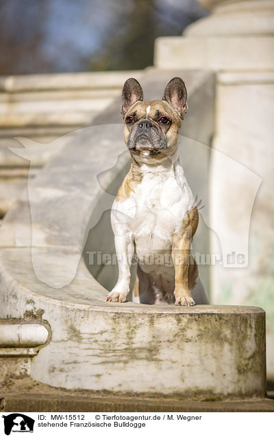 stehende Franzsische Bulldogge / standing French Bulldog / MW-15512