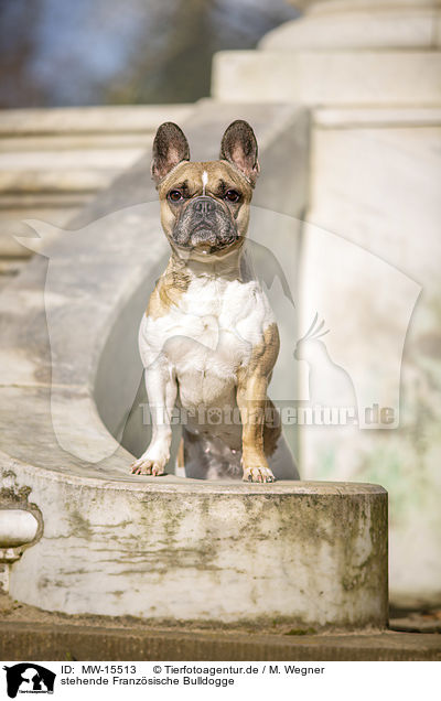 stehende Franzsische Bulldogge / standing French Bulldog / MW-15513