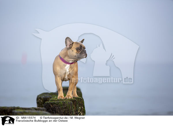 Franzsische Bulldogge an der Ostsee / French Bulldog on the baltic sea / MW-15574