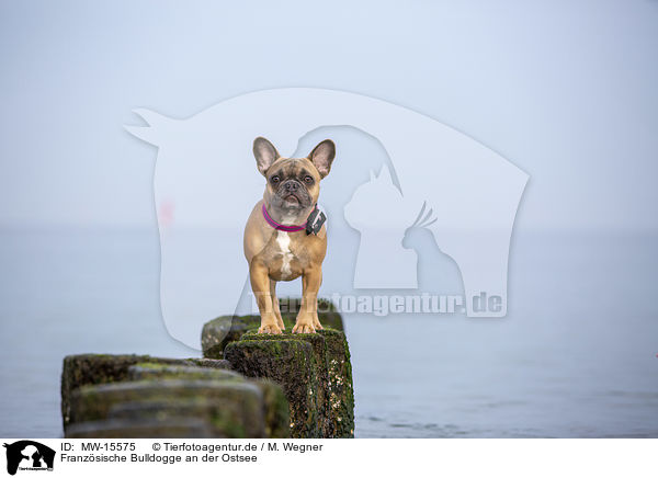 Franzsische Bulldogge an der Ostsee / French Bulldog on the baltic sea / MW-15575