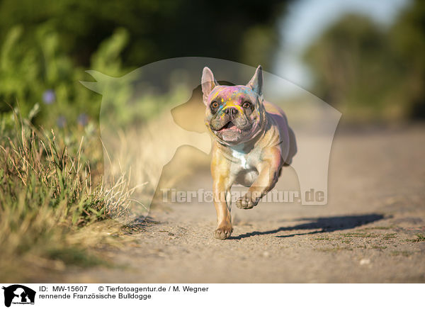 rennende Franzsische Bulldogge / running French Bulldog / MW-15607