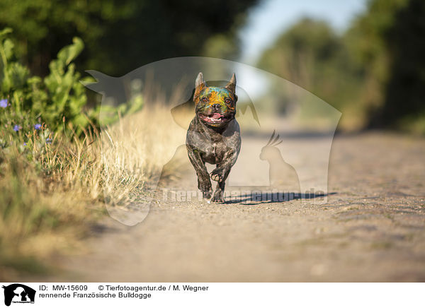 rennende Franzsische Bulldogge / running French Bulldog / MW-15609