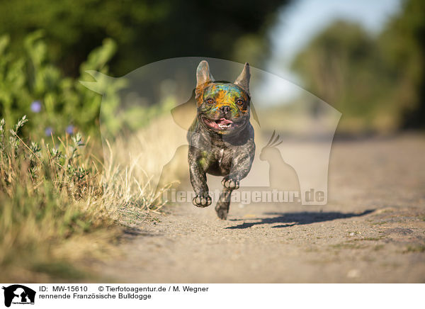 rennende Franzsische Bulldogge / running French Bulldog / MW-15610