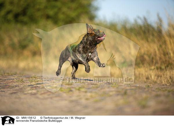 rennende Franzsische Bulldogge / running French Bulldog / MW-15612