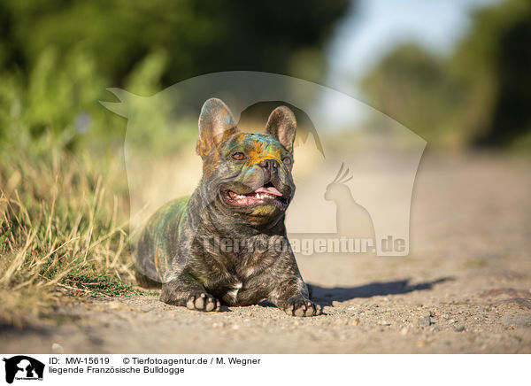 liegende Franzsische Bulldogge / lying French Bulldog / MW-15619