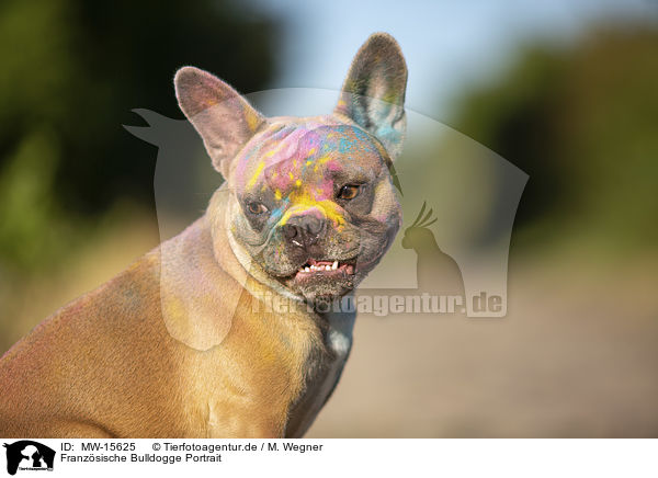 Franzsische Bulldogge Portrait / French Bulldog Portrait / MW-15625