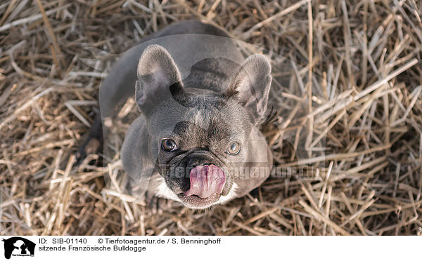 sitzende Franzsische Bulldogge / sitting French Bulldog / SIB-01140