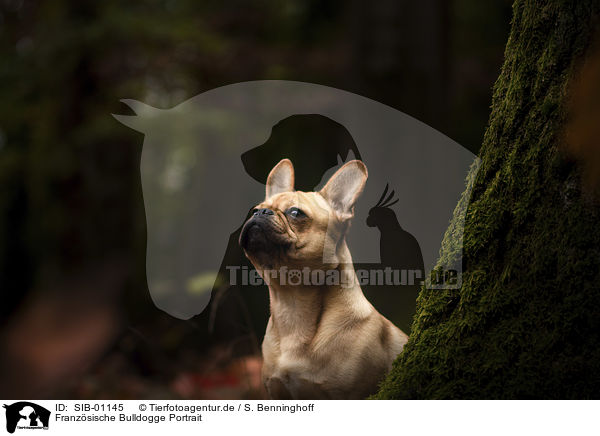 Franzsische Bulldogge Portrait / French Bulldog portrait / SIB-01145
