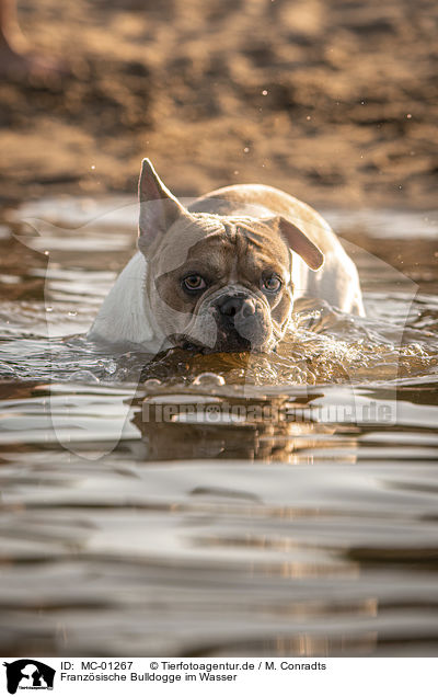 Franzsische Bulldogge im Wasser / French Bulldog in the water / MC-01267