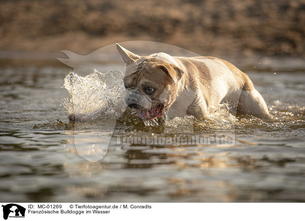 Franzsische Bulldogge im Wasser / French Bulldog in the water / MC-01269