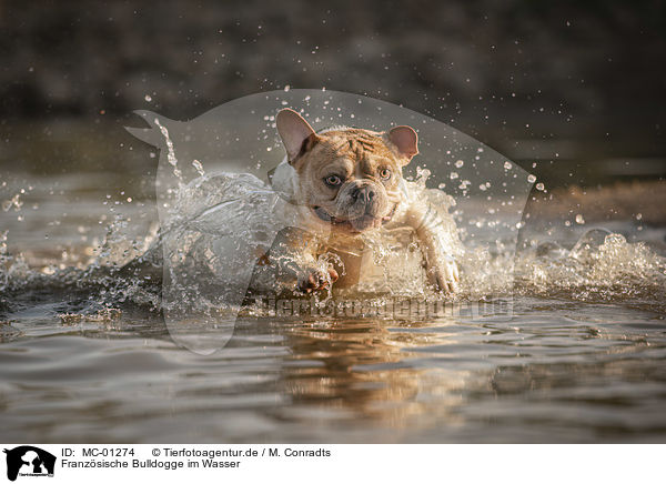 Franzsische Bulldogge im Wasser / French Bulldog in the water / MC-01274