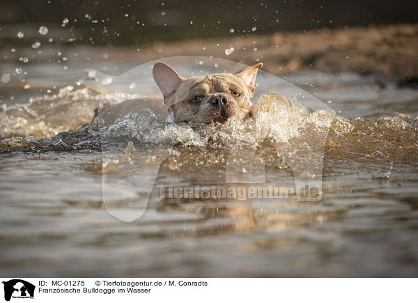 Franzsische Bulldogge im Wasser / French Bulldog in the water / MC-01275