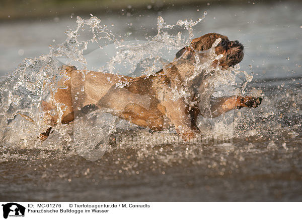 Franzsische Bulldogge im Wasser / French Bulldog in the water / MC-01276