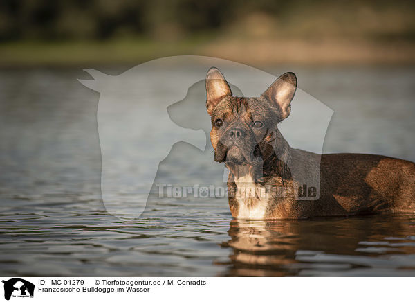 Franzsische Bulldogge im Wasser / French Bulldog in the water / MC-01279