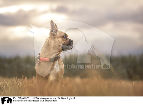 Franzsische Bulldogge auf Stoppelfeld / French Bulldog at stubble field / SIB-01963