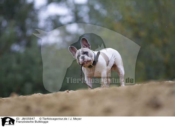 Franzsische Bulldogge / French Bulldog / JM-05847