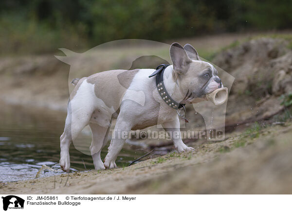 Franzsische Bulldogge / French Bulldog / JM-05861