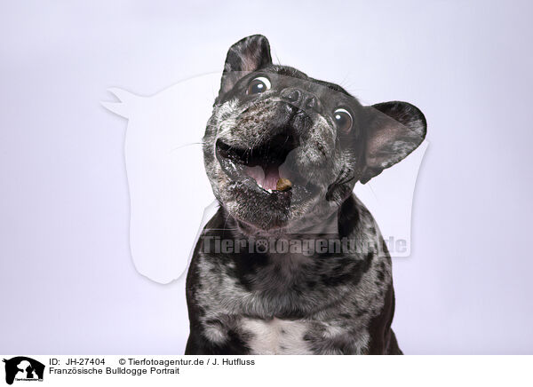 Franzsische Bulldogge Portrait / French Bulldog Portrait / JH-27404