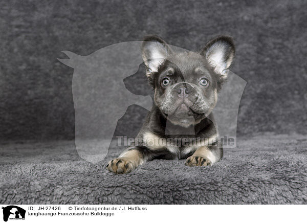 langhaarige Franzsische Bulldogge / longhaired French Bulldog / JH-27426