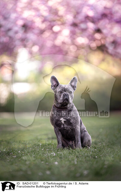 Franzsische Bulldogge im Frhling / French Bulldog in spring / SAD-01201