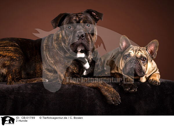 2 Hunde / 2 dogs / CB-01789