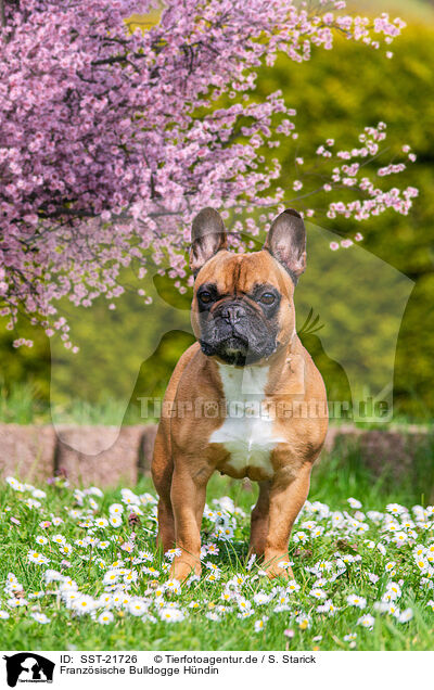 Franzsische Bulldogge Hndin / female French Bulldog / SST-21726