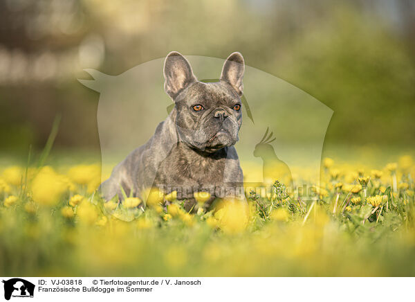 Franzsische Bulldogge im Sommer / French Bulldog in summer / VJ-03818